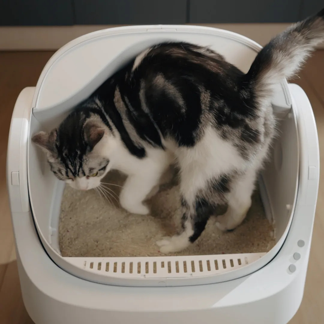 Kittyy Cleaner: The Self-Cleaning Litter Box